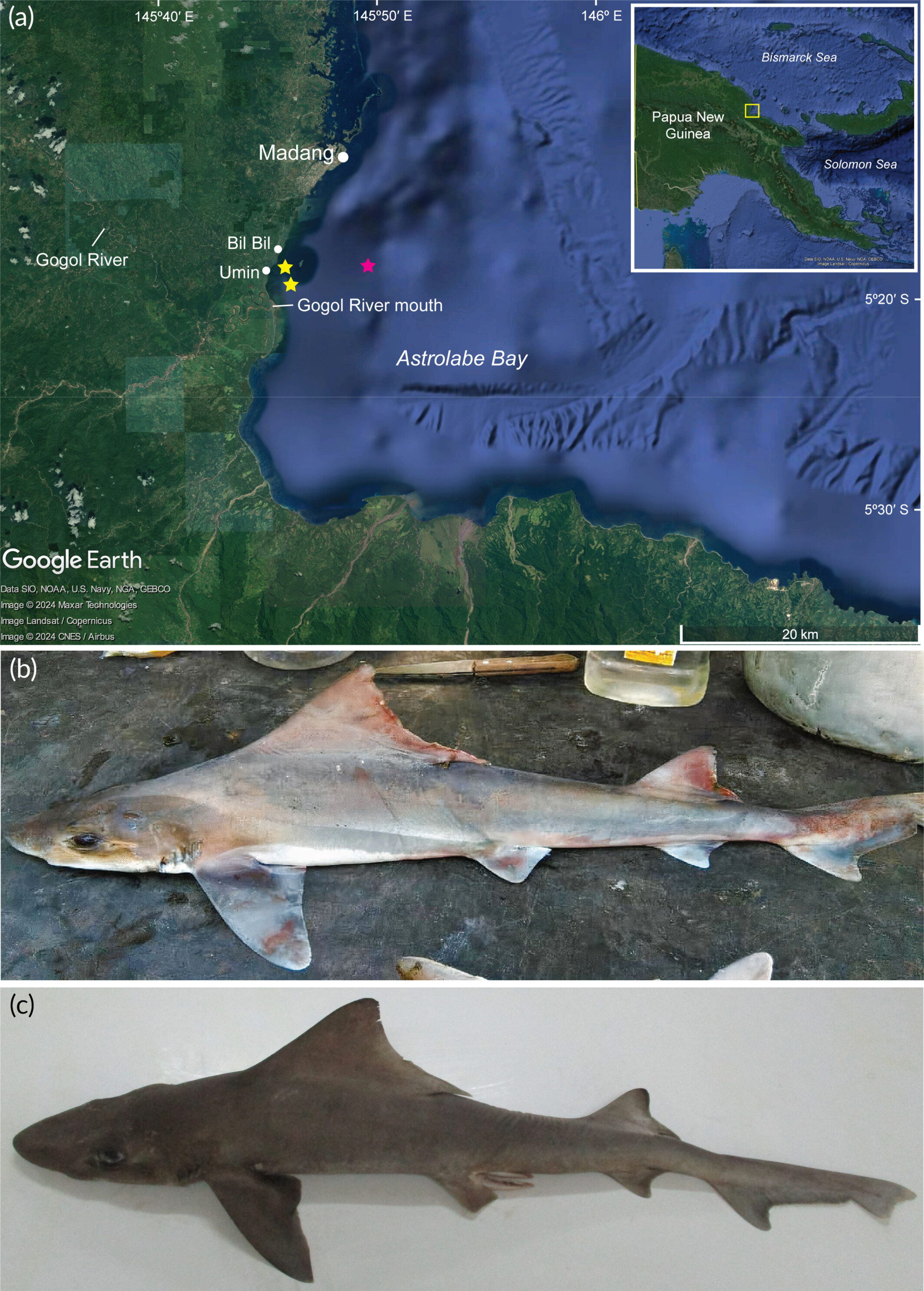 A. Map of Papua New Guinea showing the Astrolabe Bay area, where the sharks were found. B. One of the female specimens. C. The male specimen.